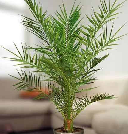 3x Phoenix Canariensis - 80 cm - Ø15