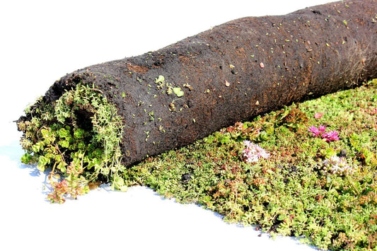 Sedum matten v.a. 5 m2