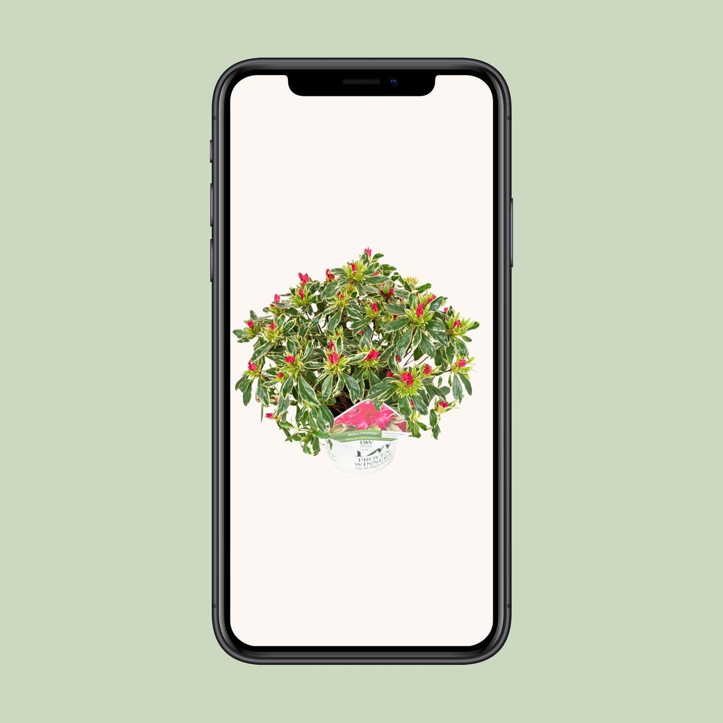 Rhododendron - dwerg roze  'Bollywood'