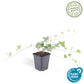 6x Hedera helix 'Glacier' - ↕10-25cm - Ø9cm
