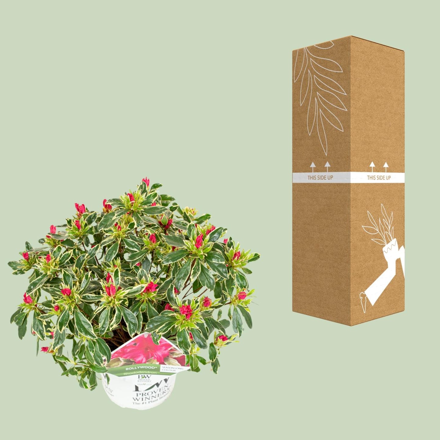 Rhododendron - dwerg roze  'Bollywood'