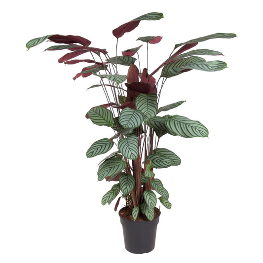 Calathea Oppenheimiana - 130 cm - ø27