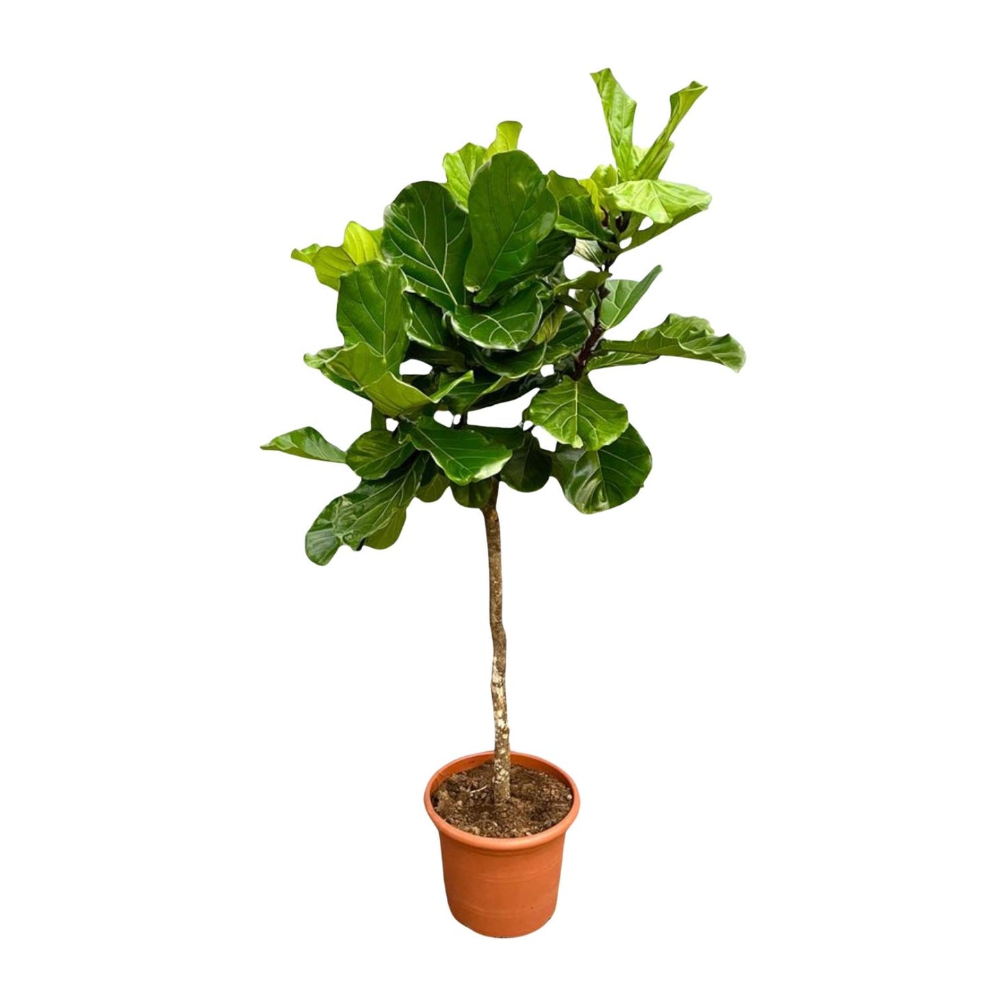 Ficus Lyrata boom XXL - 200 cm - ø40