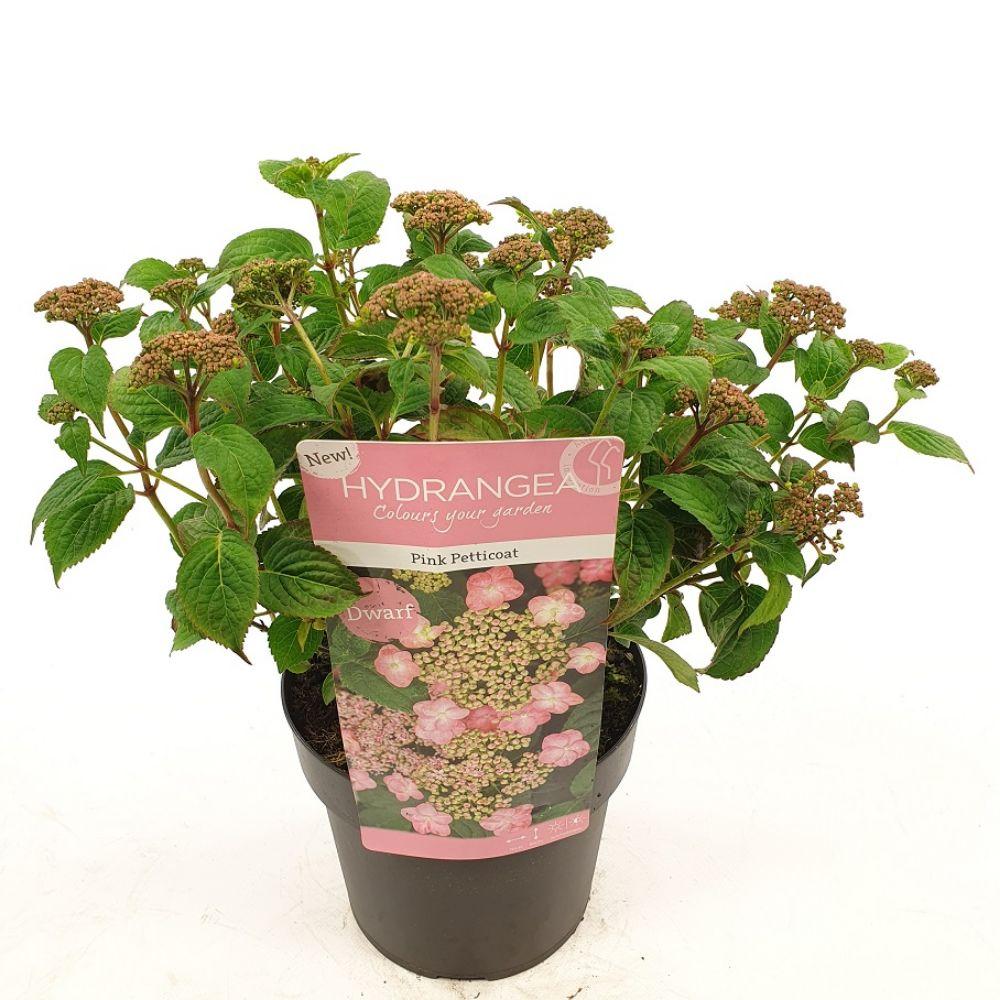 Hortensia 'Pink Petticoat'